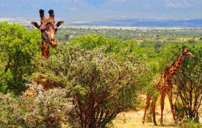 Beaches and Wildlife in Kenya – an unforgettable experience